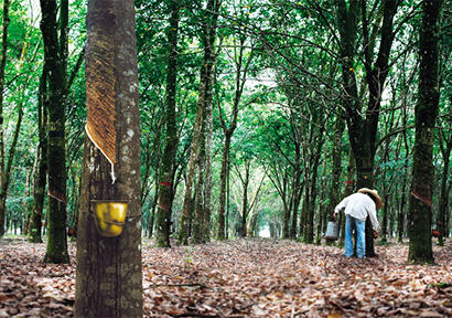 The epidemic affects the three major rubber-producing countries in Thailand