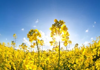 Rapeseed planting industry suffered unprecedented impact