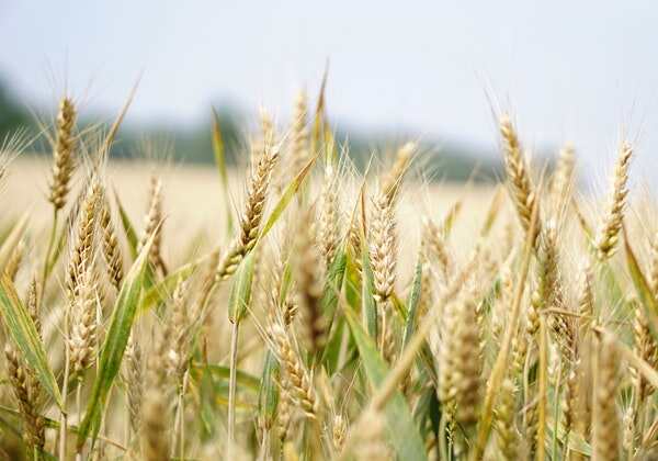 Food prices are stable and the supply is generally sufficient