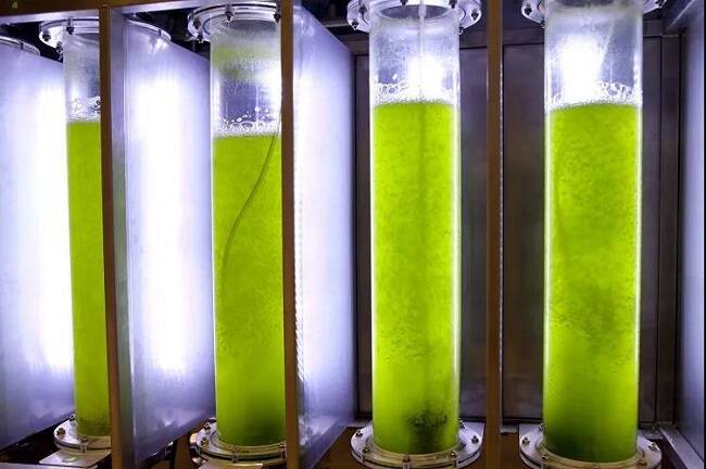 Unilever invests in microalgae ingredients