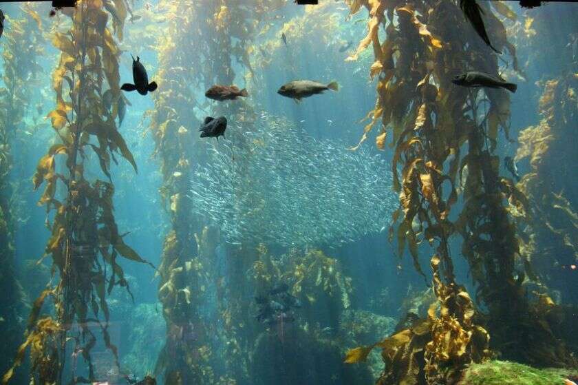 seaweed_kelp_forest_m