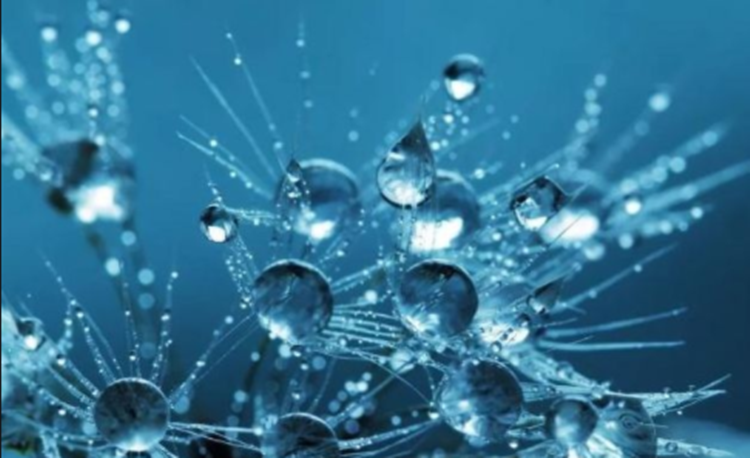 Pro-Xylane Pro-Xylane