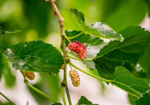 Technical Management Measures for Mulberry Trees after Frost Damage