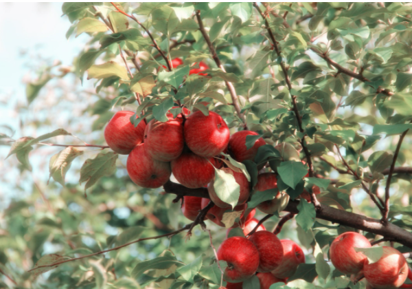 Bagging Apples for Insect and Disease Control – Wisconsin Horticulture