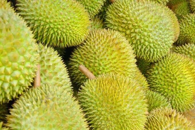 The Philippines Will Export 54,000 Tons Of Durians To China In 2023