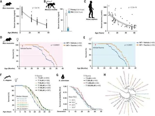 new research on taurine