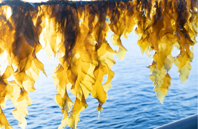 California-Based Startup Macro Oceans Harnesses Alaskan Seaweed for ...