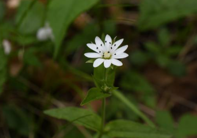 Clariant launches CycloRetin as plant-based alternative to retinol and ...