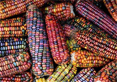Argentina Approves Two GM Corn Varieties for Food, Feed, and Commercial Cultivation