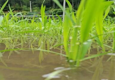 MgSO4·7H2O Chemical Name - Magnesium Sulfate Heptahydrate: Chemical Properties and Applications