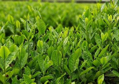 Determining the Equivalent Weight of MgSO4·7H2O: A Key Parameter in Chemical Equations