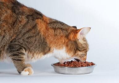 欧盟宠物食品标签规定9大要点