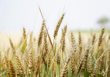 印度贸易新政：批准向尼泊尔出口小麦，放宽合成纤维进口限制