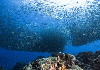 Symrise与Hofseth BioCare合作开发用于健康领域的海洋原料