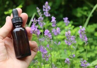 EFSA Finds Lavender Tincture Feed Additive Safe for All Animals EFSA Finds Lavender Tincture Feed Additive Safe for All Animals