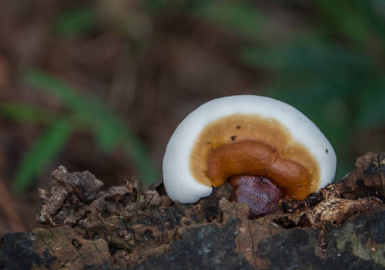 What is Trametenolic Acid? (Structure, Sources & Research)