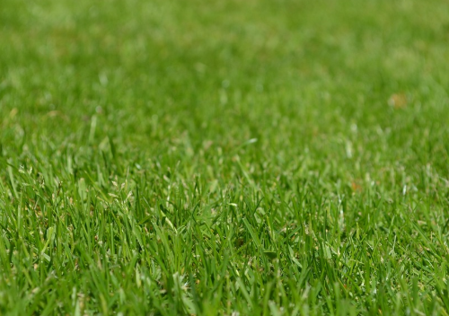 特朗普把草甘膦写进《国防生产法》，Bayer从企业变成“国家资产”